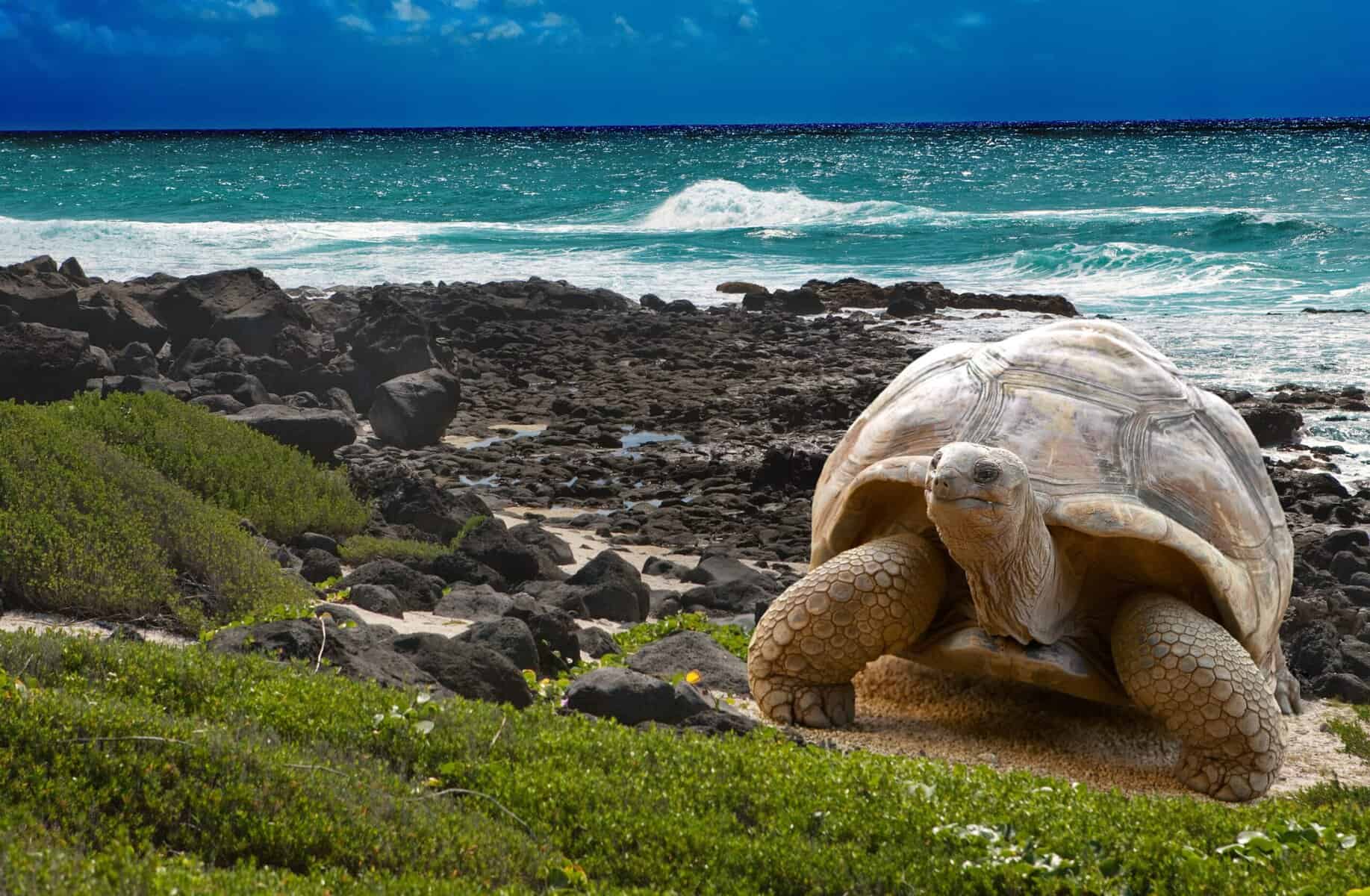 A turtle on Galapagos Island, animal travel and adventures