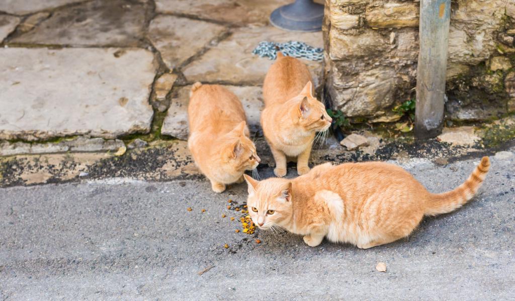 Stray cats in Iran, for Animal Friendly Life article on global pet homelessness rates