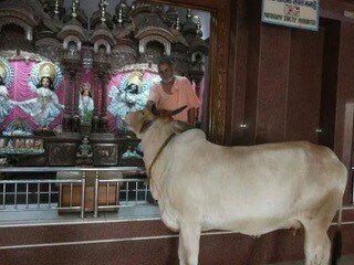 Cow in temple in India where they are cared for and protected