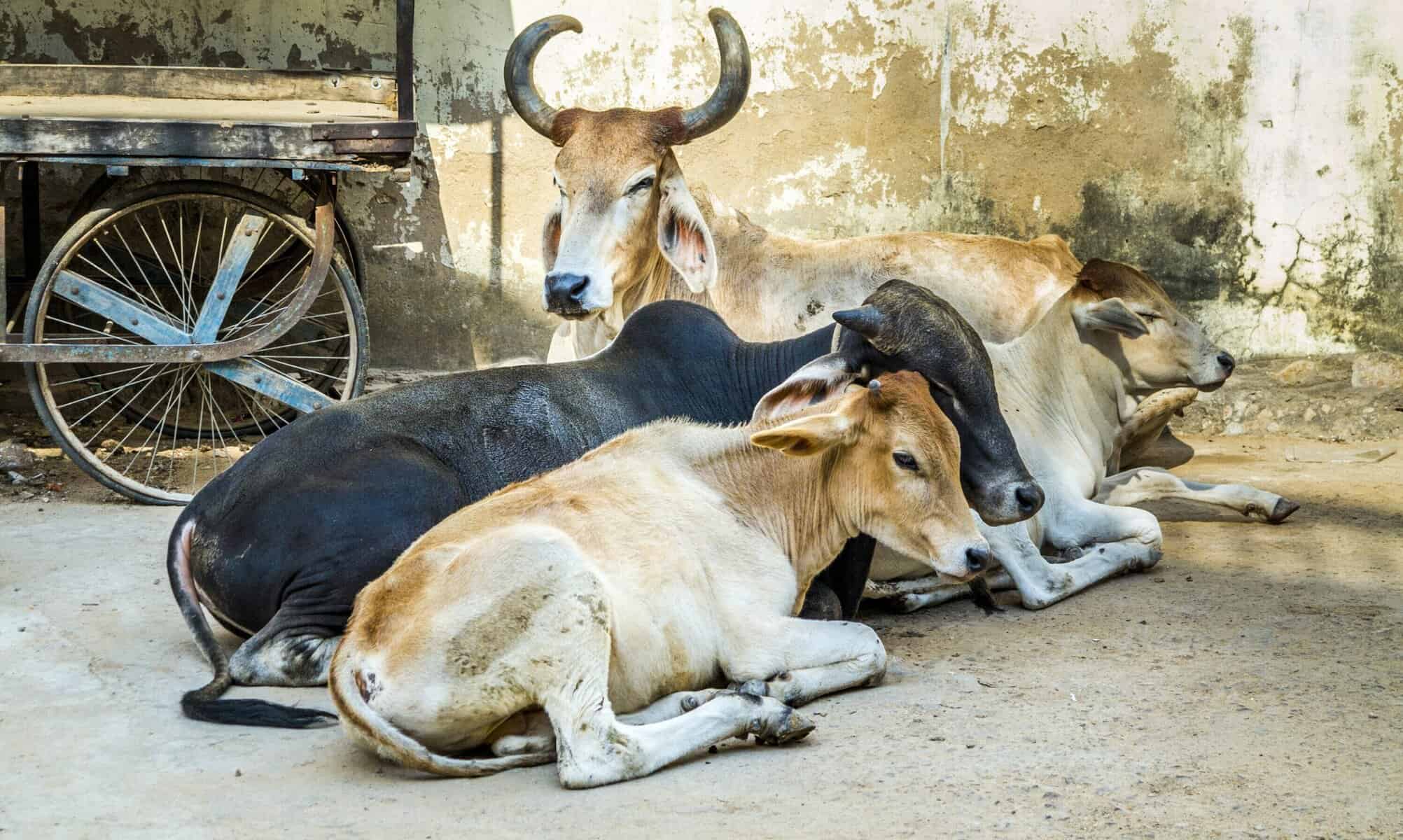 Cows are cared for and protected in India