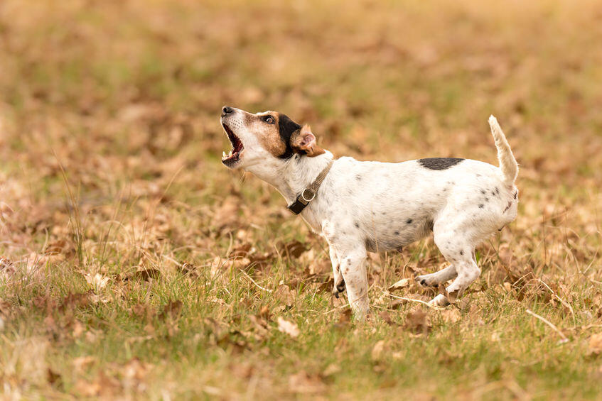 Dog bite, warning signs of aggression to look out for