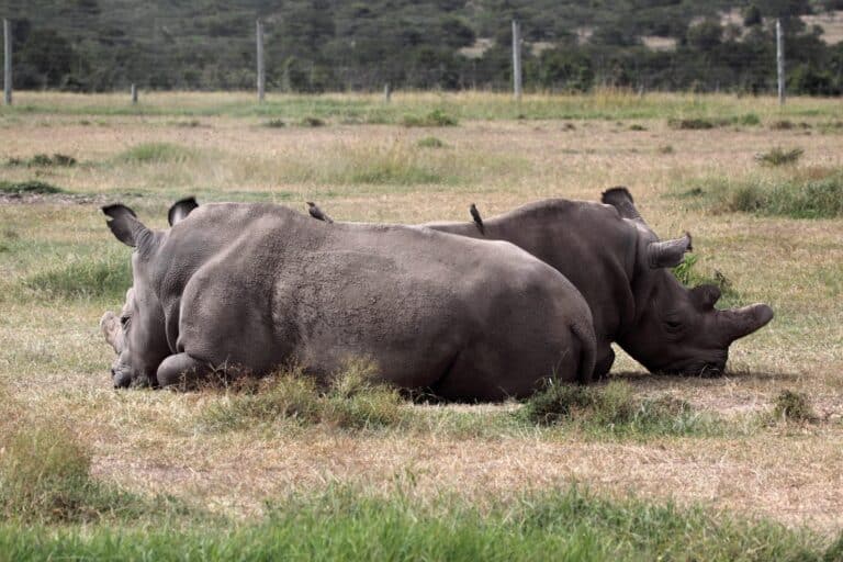 Rhino's are the most endangered animals