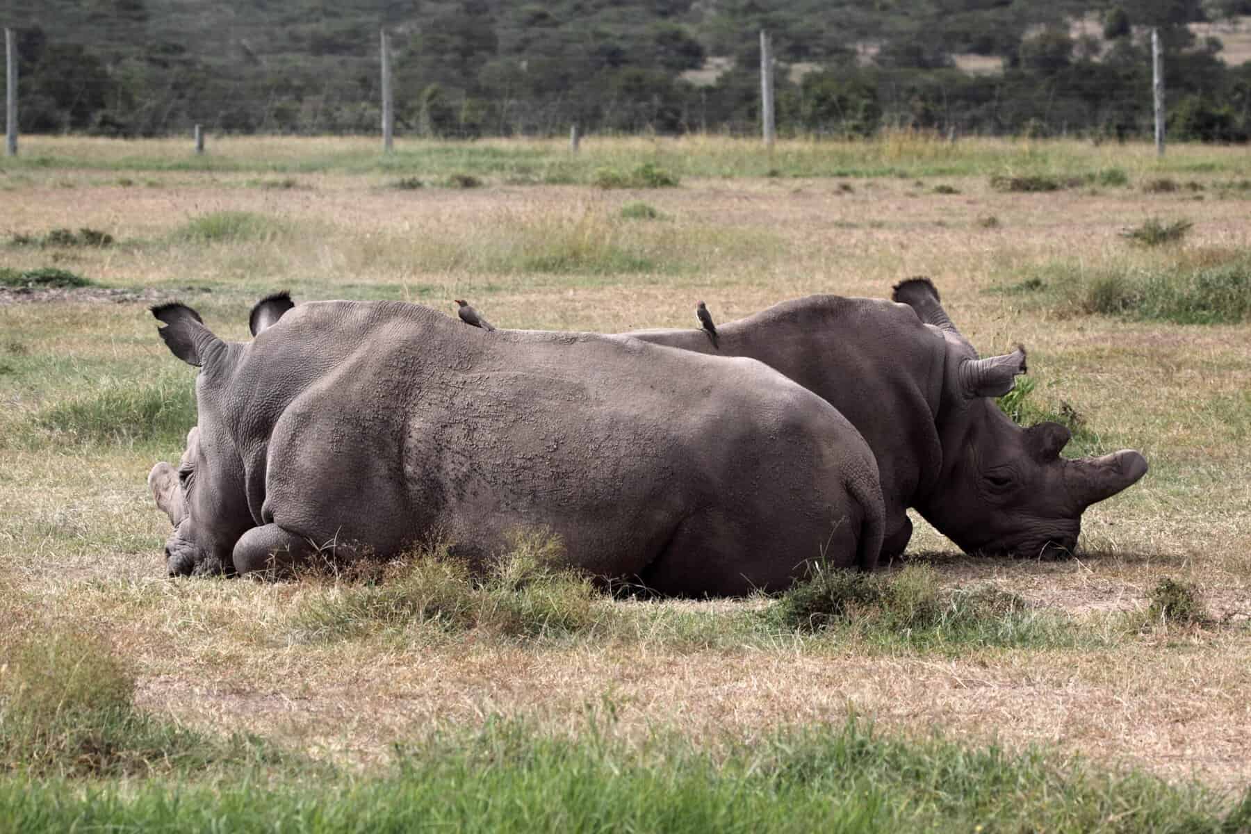 Rhino's are the most endangered animals