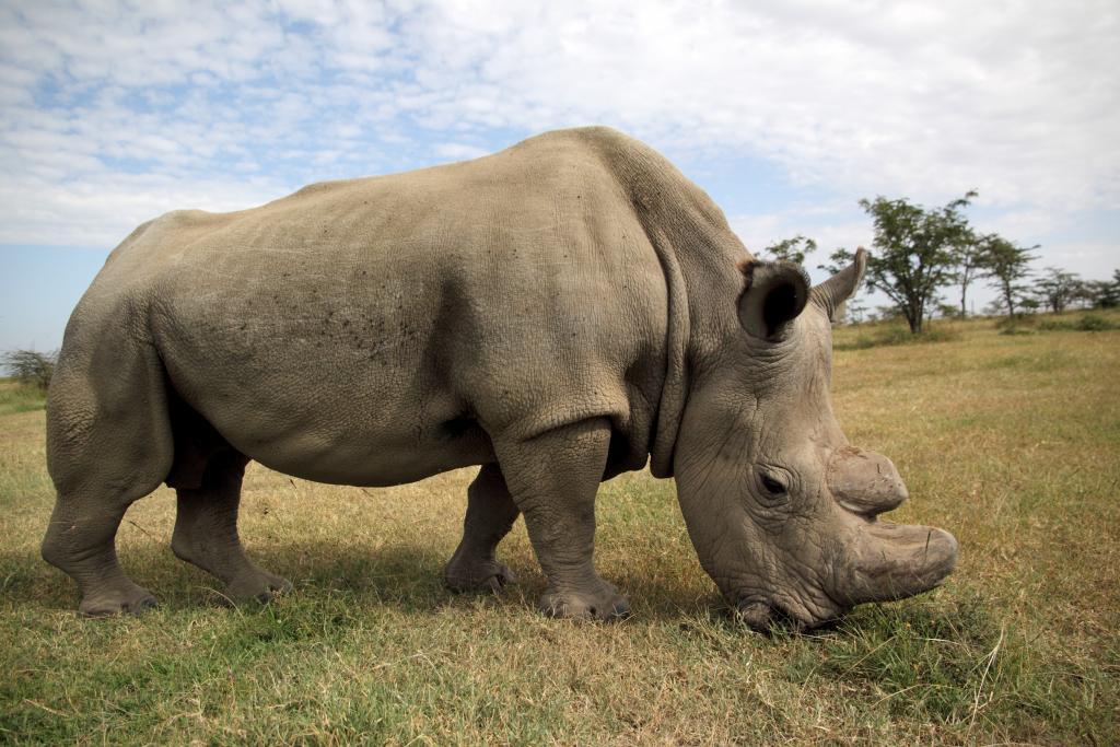 Rhino's are a critically endangered species, animal protection Australia