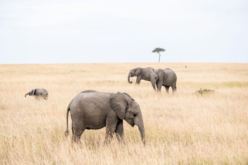 Elephants in the wild, animal care Australia