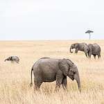 Elephants in the wild, animal care Australia