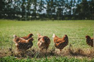 Free range chickens in Australia