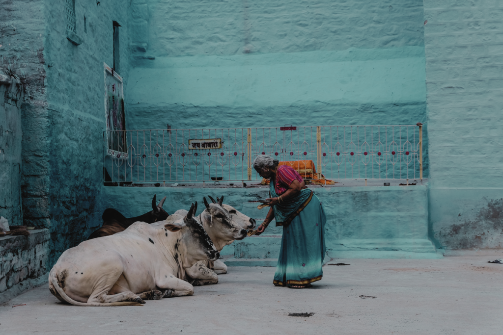 Woman feeding cow in India