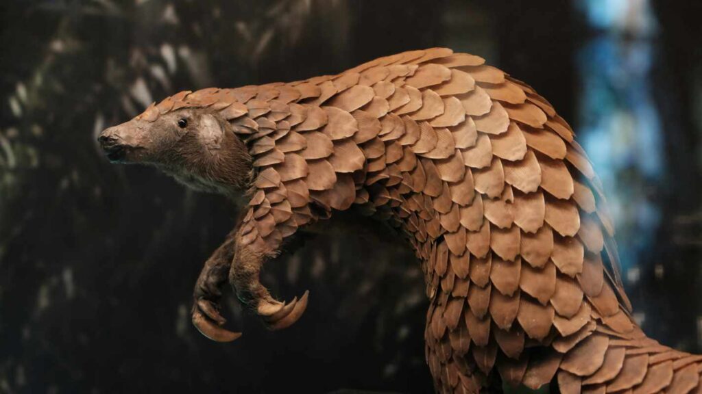 A brown pangolin for endangered species - Animal Friendly Life article for Earth Day 2024