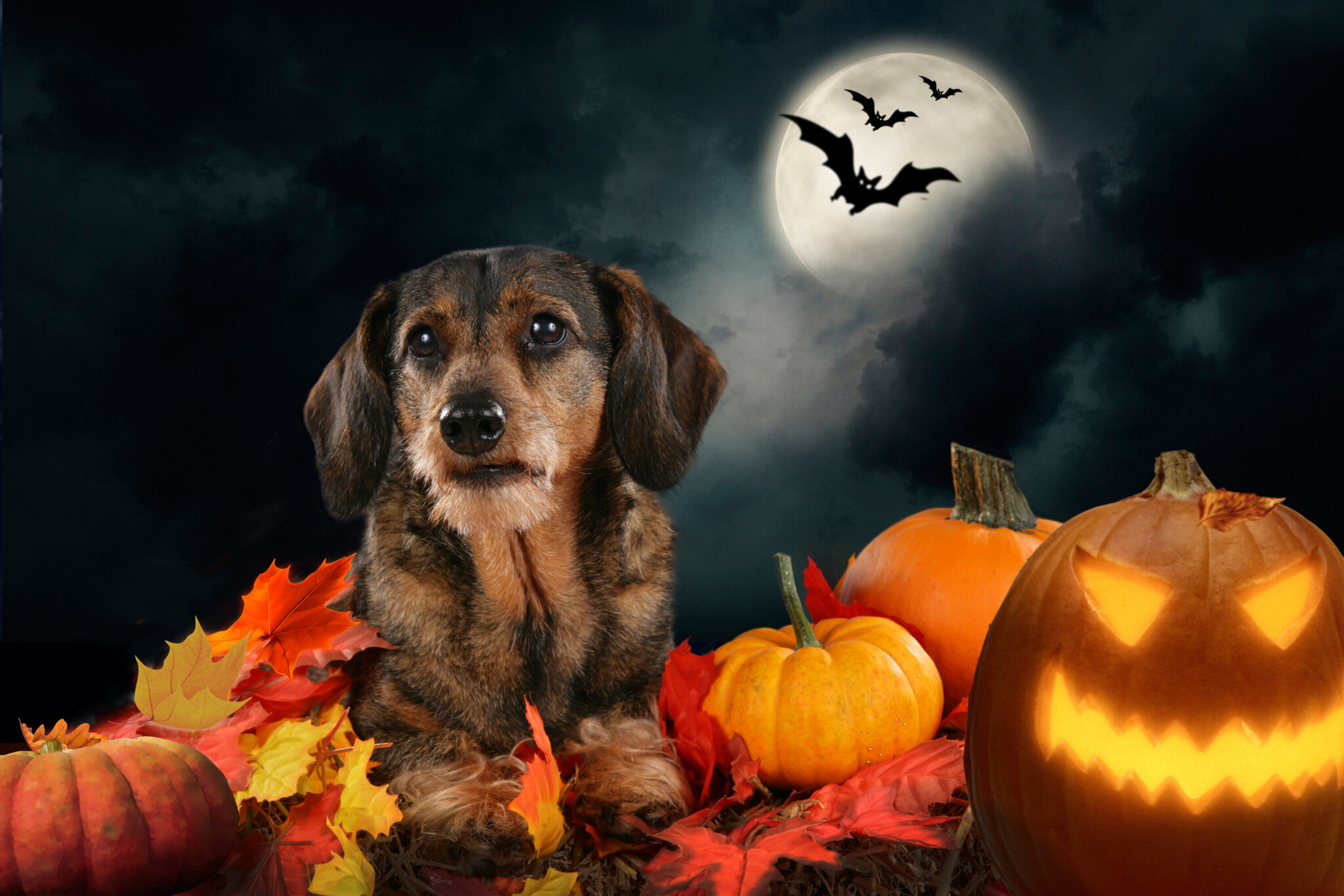 Halloween can scare pets, protect your dog