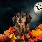 Halloween can scare pets, protect your dog