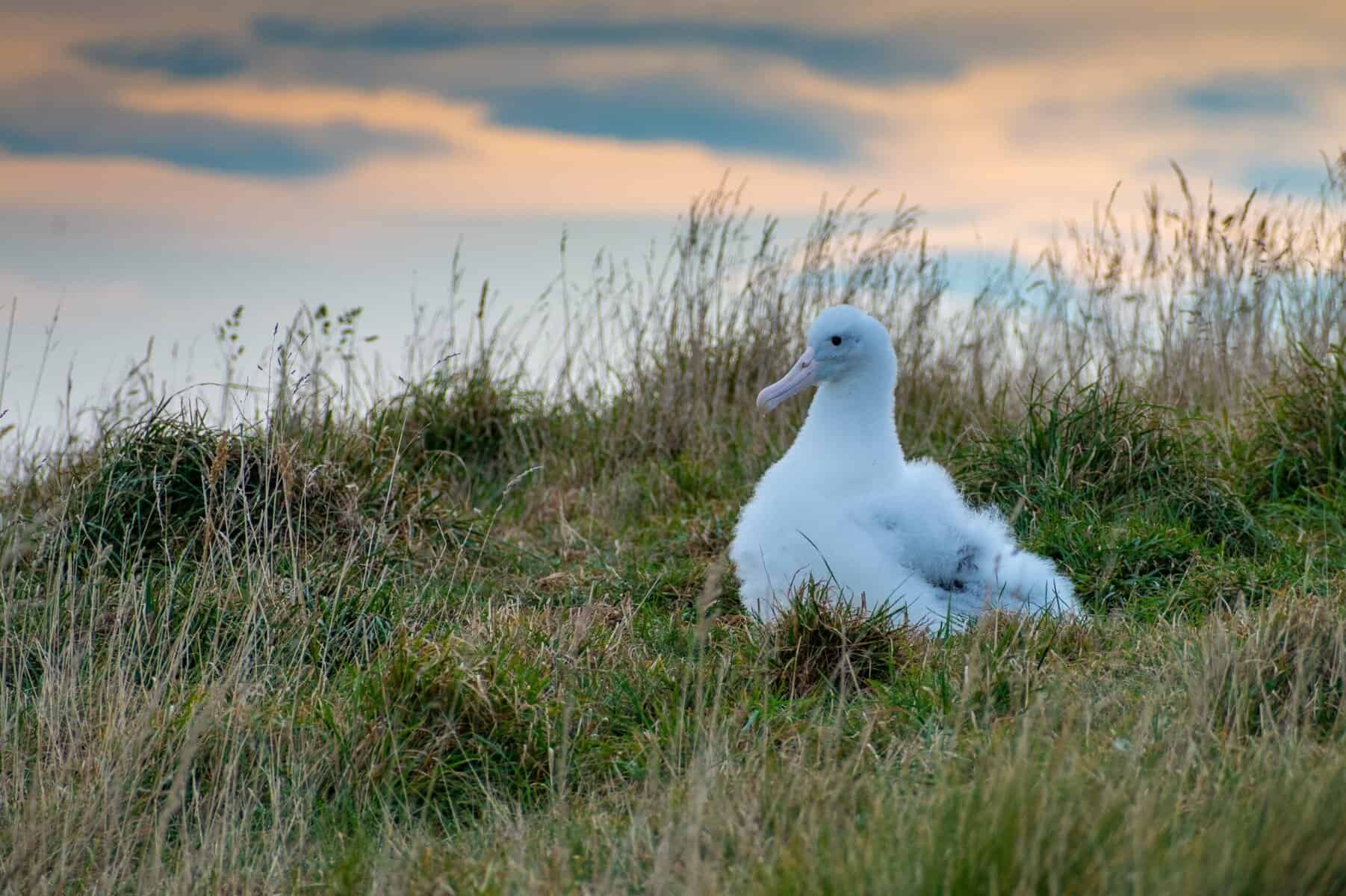 animal protection, helping endangered Albatross