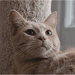 ginger cat looking outwards