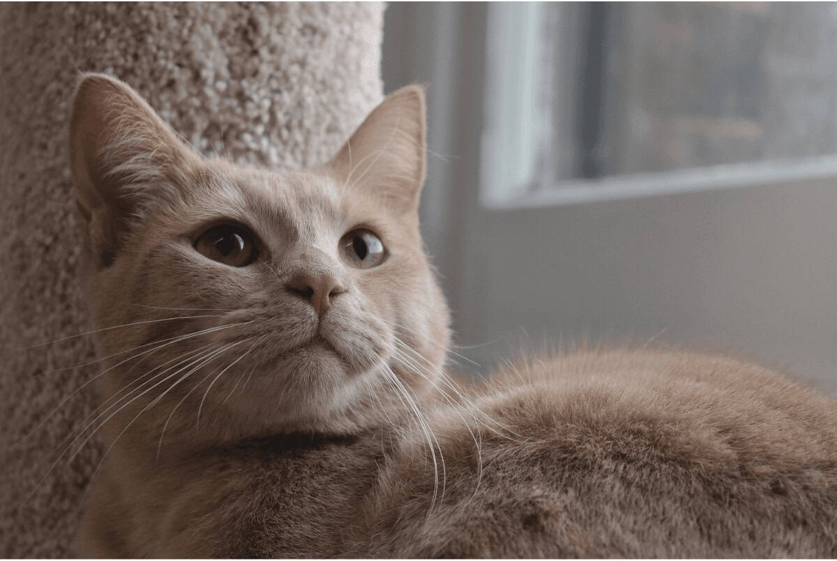 ginger cat looking outwards