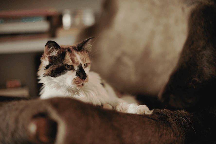 cat on lounge for keeping pets safe in hot weather