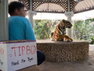 Tiger show, endangered animals in captivity, animal protection