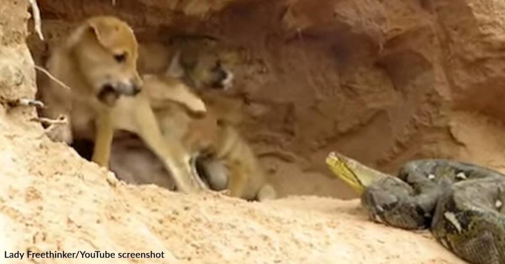 Snake attacking puppy in fake animal rescue video example of online animal abuse