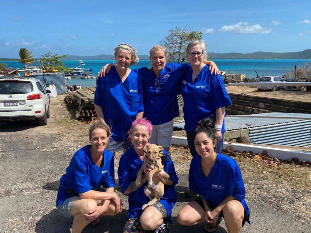 Vets Beyond Borders team caring for animals overseas