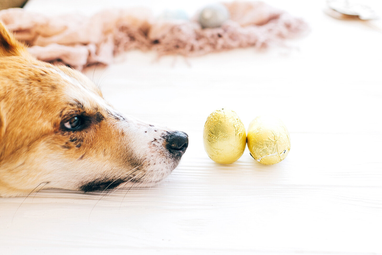 Chocolate toxicity in dogs; Easter reminder — Animal Friendly Life