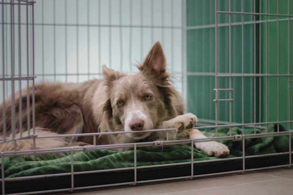 Dog in crate for Animal Friendly Life article on pet safety in storms and how to help animals in floods