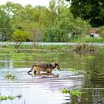 dog walking through flood water World Animal Protection