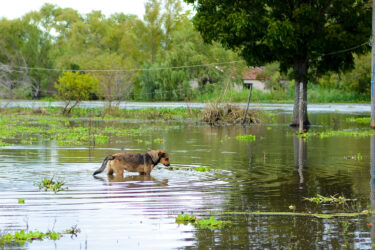 Dog walking through flood water credit World Animal Protection