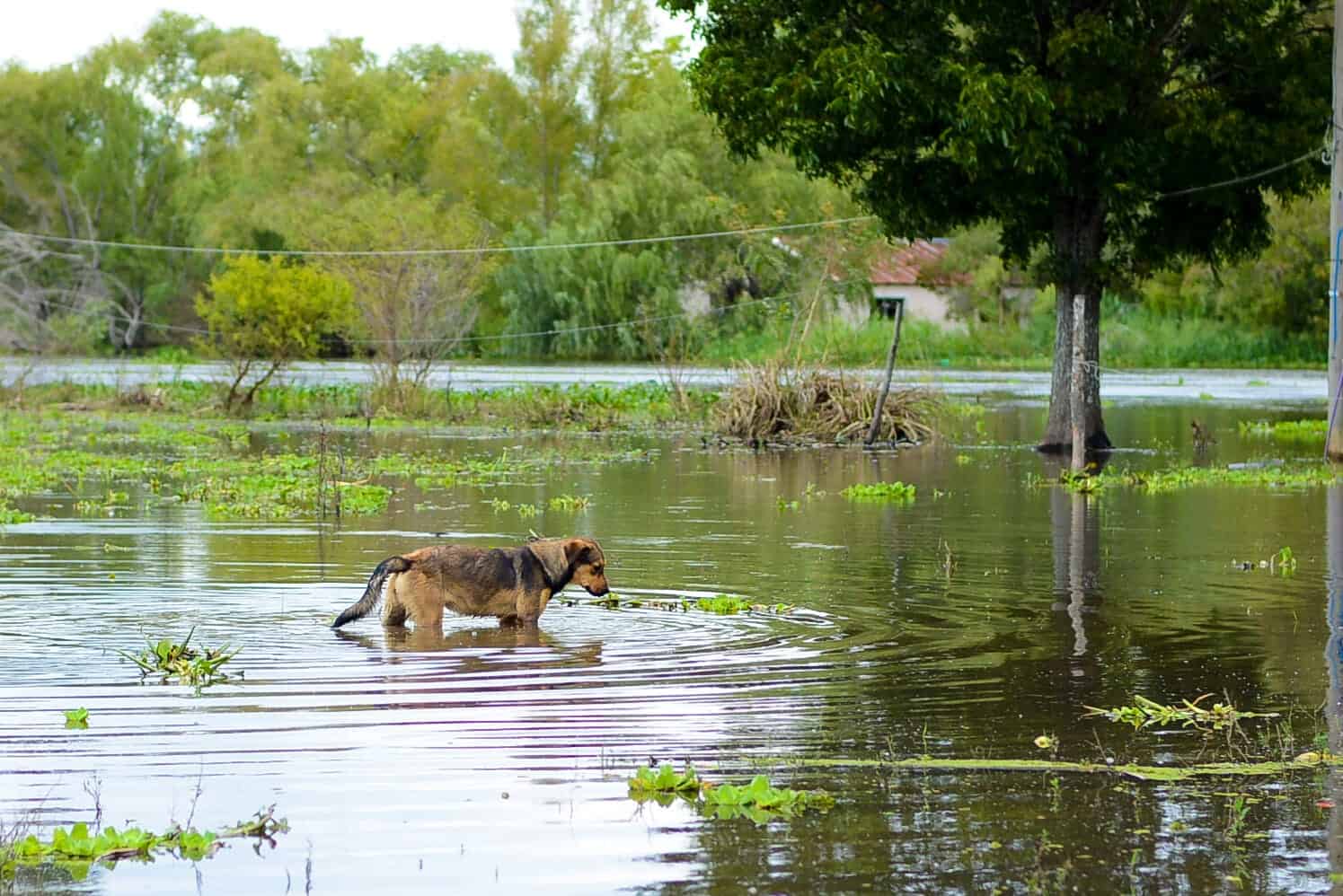 dog walking through flood water World Animal Protection