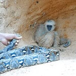 monkey and snake in a fake animal rescue video