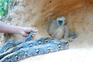 monkey and snake in a fake animal rescue video