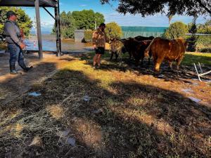 NSW SES caring for animals in floods