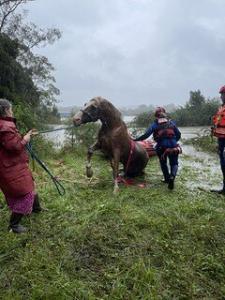 NSW SES caring for animals in floods