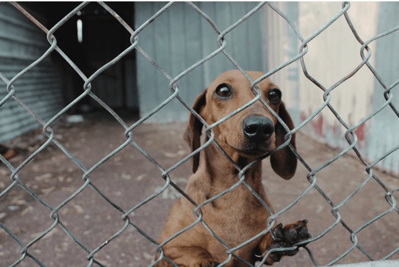 Small brown dog rescued from puppy farm