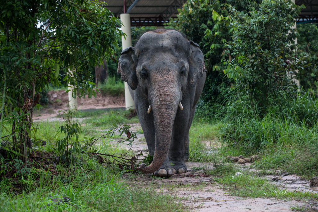 Elephant walking towards camera for World Wildlife Day 2024