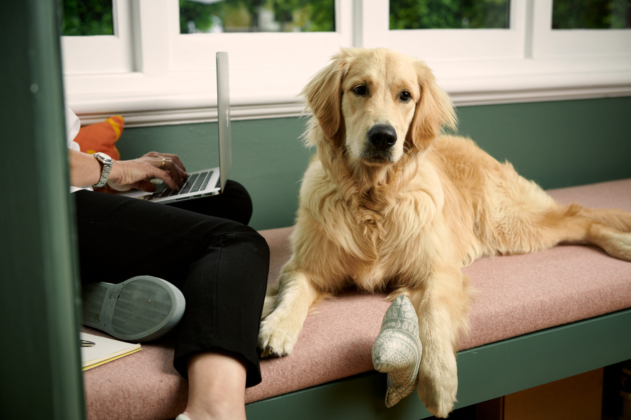 Golden retriever on couch for article on benefits of pet adoption and National Pet Adoption Month for Animal Friendly Life