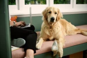 Golden retriever on couch for article on benefits of pet adoption and National Pet Adoption Month for Animal Friendly Life