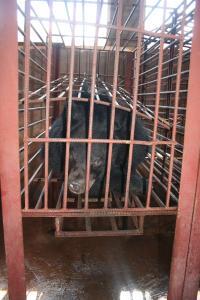 Bear Bile farm in Laos credit Michelle Minehan