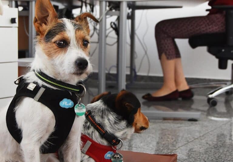 Take Your Dog to Work Day