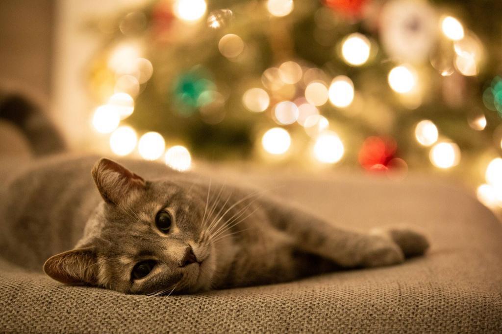 cat in front of chritmas tree for pet-friendly Christmas