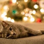 cat in front of chritmas tree for pet-friendly Christmas
