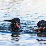 Tips for keeping pets cool during heatwave