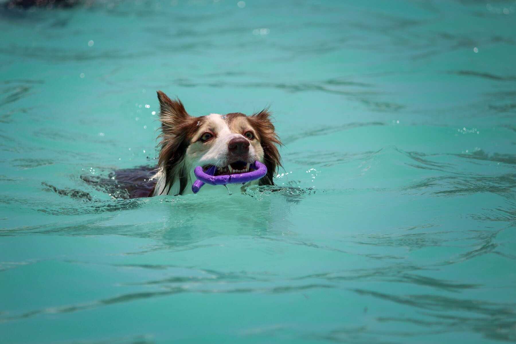 Border Collie swimming with toy in mouth for how to teach a dog to swim and heatwave safety for dogs