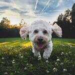 Small white dog at dog park