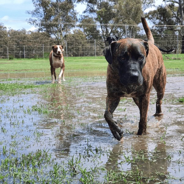 Behavioural problems in dogs