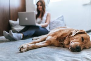 Working from home during COVID with pets