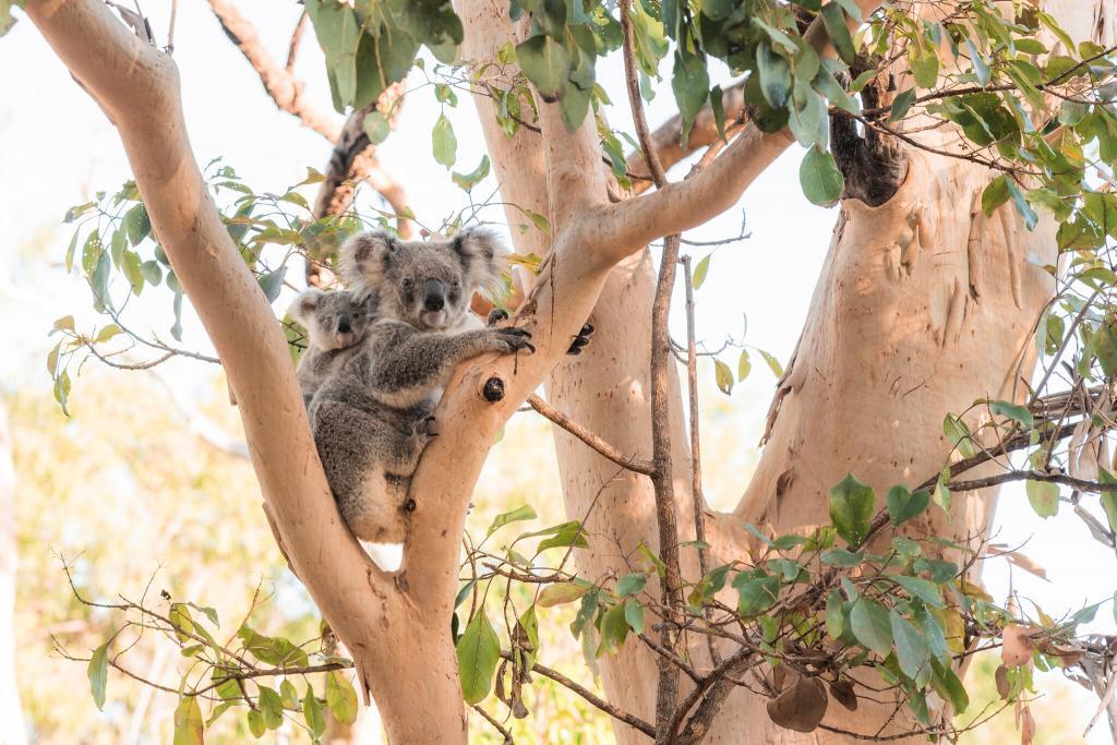 koala animal-friendly ethical travel