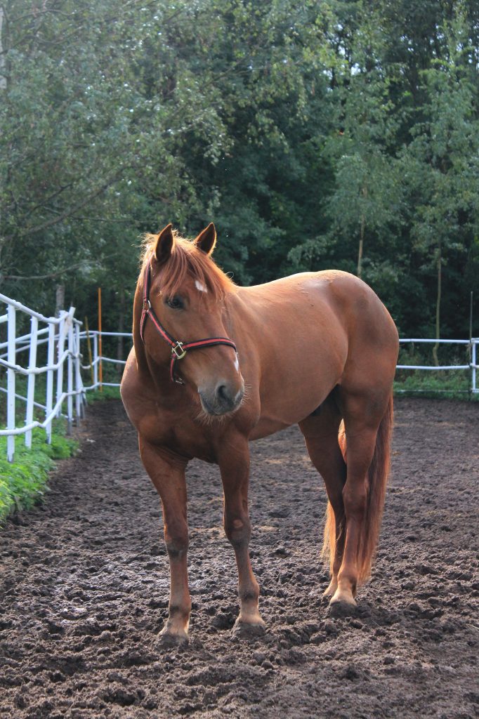 retired racehorse on farm Pet Adoption Month