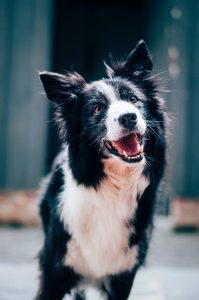 Border Collie head twist listening