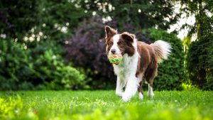 Border Collie adult running with ball