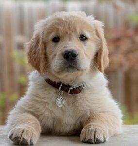 Golden retriever puppy looking at camera for Animal Friendly Life article on National Pet Desexing Month