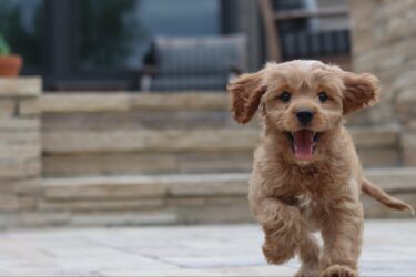 Poodle puppy running
